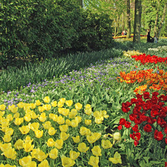 Multicolored tulips in the Keukenhof Park, Netherlands
