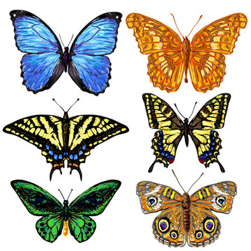 Set of vector colorful butterflies