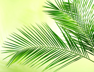 Obraz premium Green leaves of palm tree on color background
