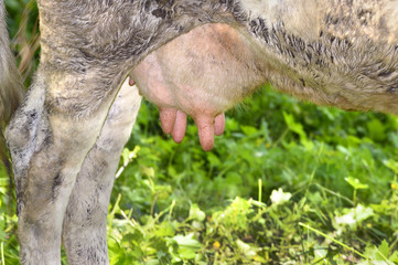Naklejka premium Rural udder cows grazing on a green meadow, close-up