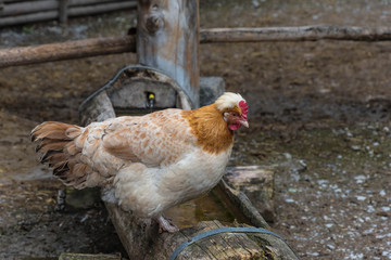 Sulmtaler Huhn