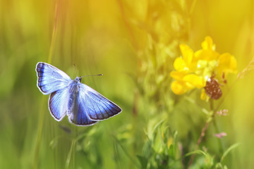 Fototapeta premium a small blue butterfly flying toward the flowers and the sun on a summer meadow