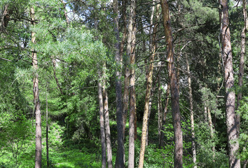 Pine trees in botanical garden