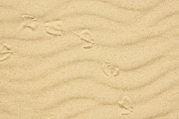 Fototapeta na wymiar sand texture with footprint of bird