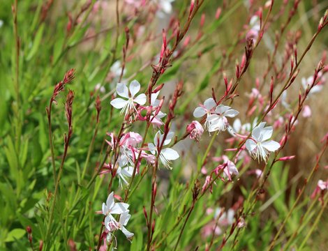 Bouquet de gauras