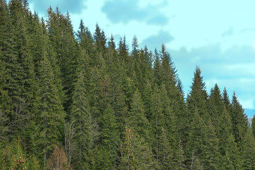 Fototapeta na wymiar Spring forest on mountain slopes