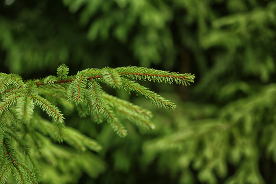 Fototapeta Fir tree, closeup