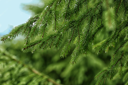 Fototapeta Fir tree, closeup