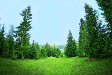 Fototapeta na wymiar Forest green hills in mountains