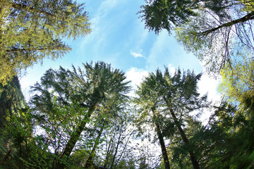 Tops of trees in the mountain forest