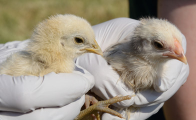 Two mixed breed chicks being held by gloved hands of veterinarian