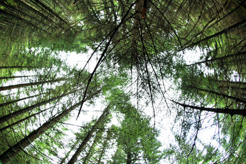 Tops of high trees in mountain forest