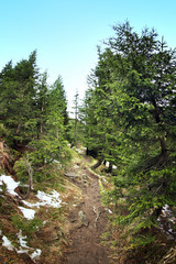 Fototapeta na wymiar Narrow pathway in mountain forest
