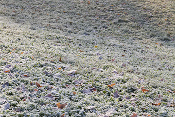Frozen field - Meadow under frost - Selective focus.