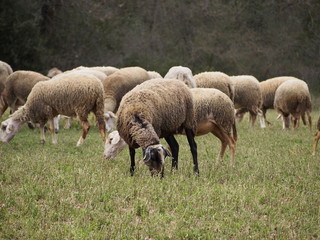 Fototapeta premium Ovejas 1, oveja negra