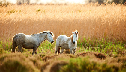 Two white horses of Camargue