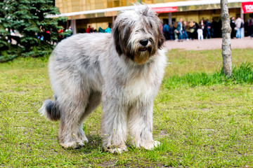 Briard waits.      The Briard of the gray color is in the park.