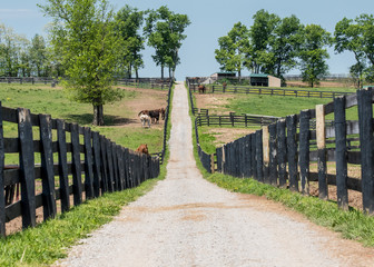 The Path to the Back of the Farm