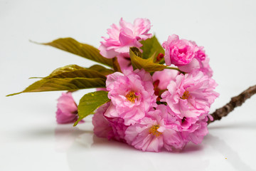Fototapeta na wymiar Pink cherry sakura blossom flowers