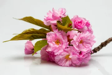 Crédence de cuisine en verre imprimé Fleur de cerisier Pink cherry sakura blossom flowers