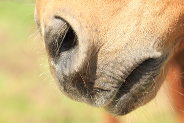 A close up profile photo of a horse nose and mouth.