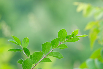 Fototapeta na wymiar Sprig of leaves against a spring foliage.