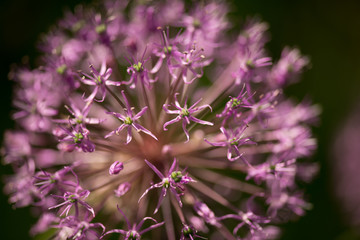 flowering garlic close-up