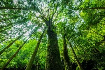 Foto auf Alu-Dibond 緑の森 © Yoshinori Okada