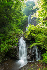 滝と新緑（愛媛県白猪の滝）