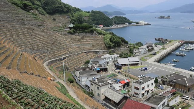 遊子水荷浦の段畑（愛媛県宇和島市）／右パン