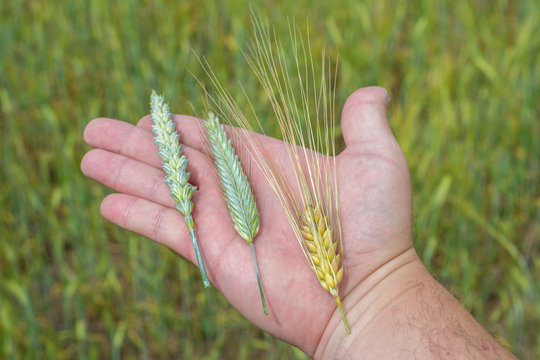 Gerste (Hordeum vulgare) Roggen (Secale cereale) und Weizen (Triticum aestivum) auf der Hand