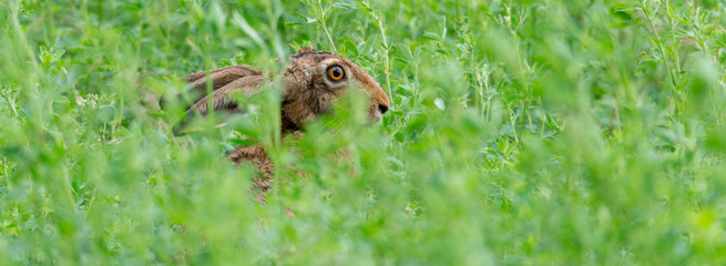 Feldhase (Lepus europaeus) versteckt sich in einem Feld