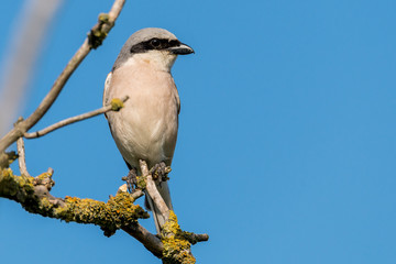 Neuntöter (Lanius collurio) Männchen sitzt auf einem Ast des Baumes