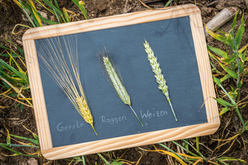 Gerste (Hordeum vulgare) Roggen (Secale cereale) und Weizen (Triticum aestivum) auf einer...