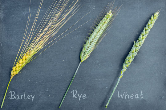 Mean dry weight (DW) of Secale cereale (rye) (A) and Lepidium