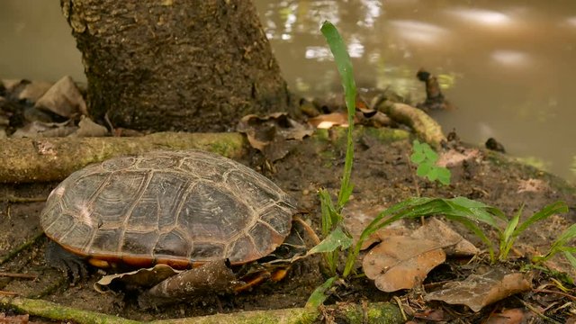 panning camera land turtles sleep on ground near stream 4k footage