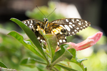butterfly  and  flowers