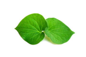 Fototapeta na wymiar green leaf isolated on a white background 