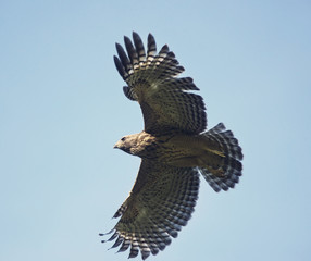 Young Red Shouldered Hawk