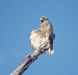 Red Shouldered Hawk