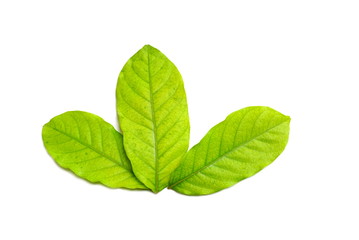green leaf isolated on a white background 