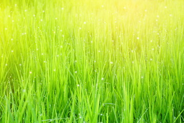 young green rice field with sunlight in the morning background