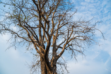A  big tree with sky background