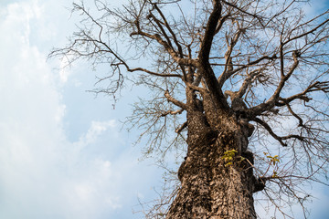 Fototapeta na wymiar A big tree with sky background