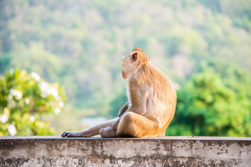 Monkey sitting on blur green nature background