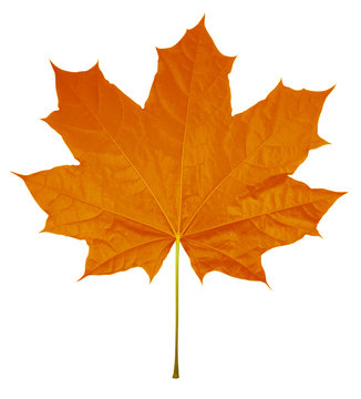Maple Leaf isolated - Orange