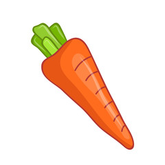 Carrot isolated illustration
