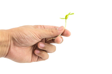 Hand holding seeding isolated on white background with clipping path