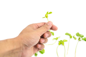 Hand holding seeding on white background