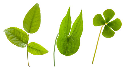 green  leaf isolated on white background.